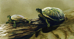 Two Turtles III