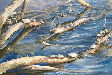 Eighteen Turtles