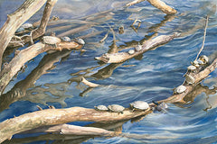 Eighteen Turtles