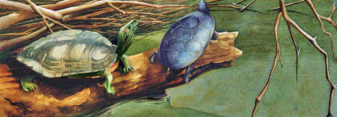 Two Turtles IV