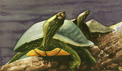Three Turtles II