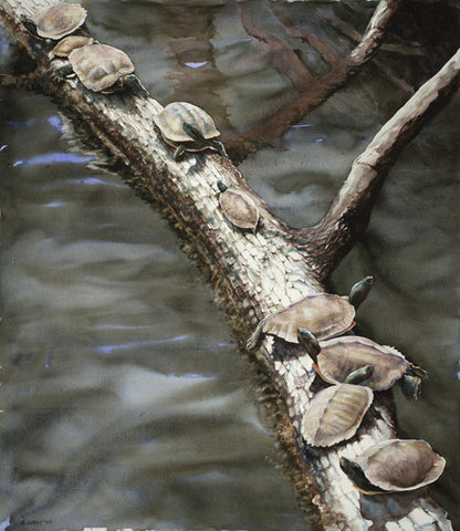 Nine Turtles