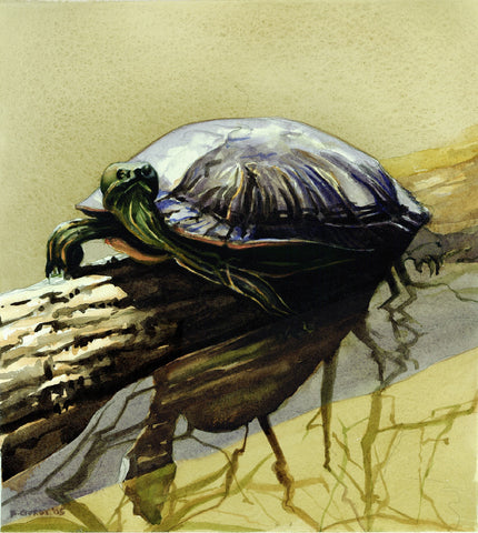 Alerted Turtle
