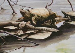Eastern Snapping Turtle