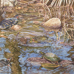 Five Turtles II