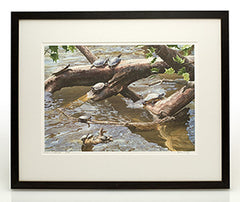 Framed Sample - Large Prints