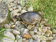 Painted Turtle