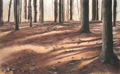 Pine Forest Floor