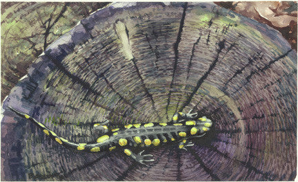 Salamander on the Stump
