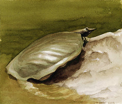 Softshell
