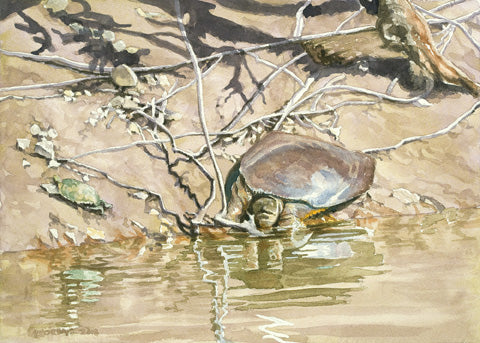 Softshell with Stinkpot