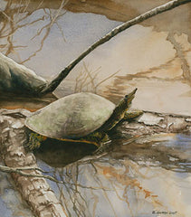 Spiny Softshell