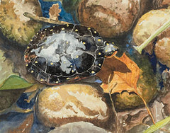 Spotted Turtle