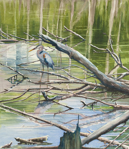 Standing Heron