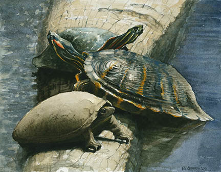 Three Turtles IV