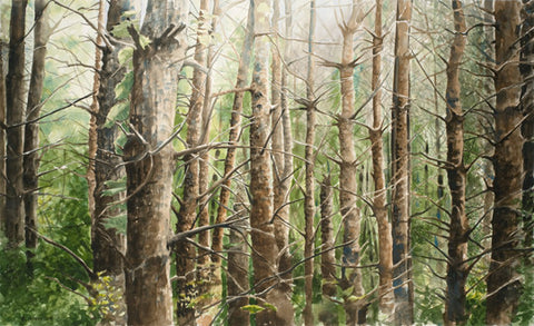 Through the Conifers