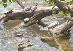 Turtle Overlook
