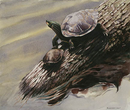 Two Turtles VI