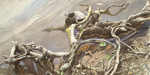 Softshell Hiding