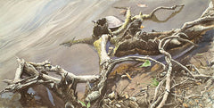 Softshell Hiding