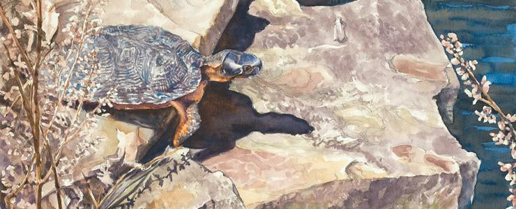 https://www.turtlepaintings.com/products/heading-for-water